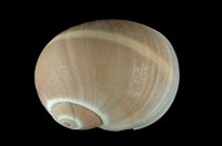 藏品(腰帶玉螺)的圖片